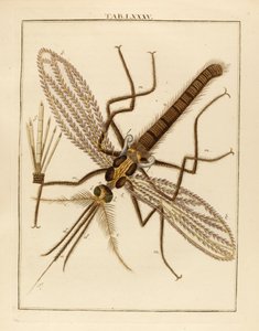 Zanzara ingrandita, 1768 da German School